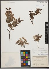 Foto von Salix waldsteiniana Willd.